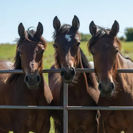 Coach House On The Shores Of Lough Corrib Сasa de vacaciones