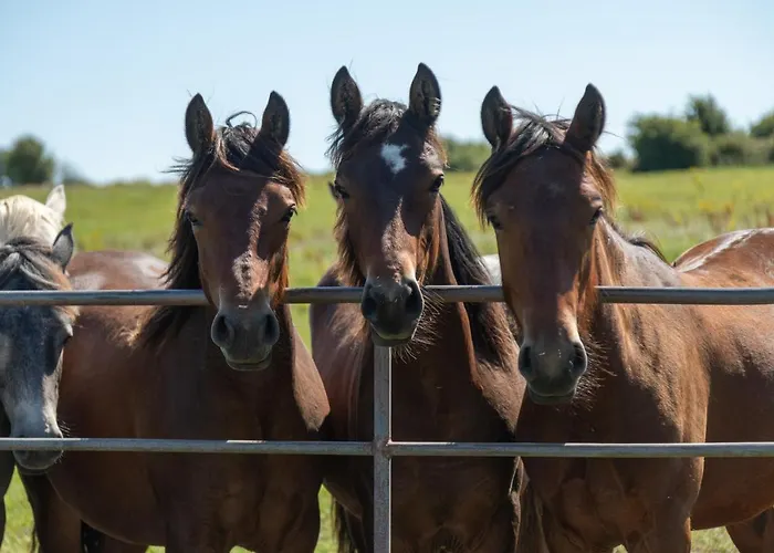 Coach House On The Shores Of Lough Corrib Ferienhaus